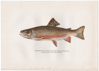 THE BROOK TROUT (ADULT MALE) SALVELINUS-FONTINALIS (Showing dark or early spring coloration) 